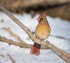 USA, Indiana, Indianapolis. Female northern cardinal in winter. Art Print